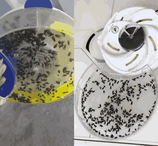 Maquina Trampa para Moscas CleaningAtHome™