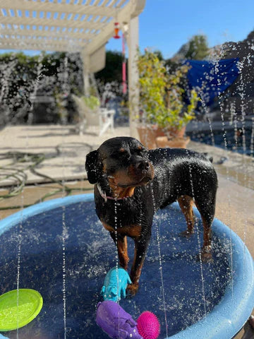 Piscina Mascotas AquaPets™